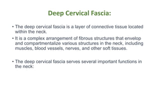 Deep Cervical Fascia:
• The deep cervical fascia is a layer of connective tissue located
within the neck.
• It is a complex arrangement of fibrous structures that envelop
and compartmentalize various structures in the neck, including
muscles, blood vessels, nerves, and other soft tissues.
• The deep cervical fascia serves several important functions in
the neck:
 
