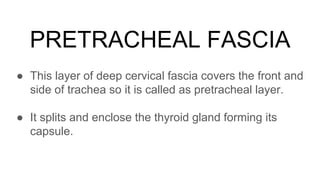 Deep cervical fascia of neck.pptx