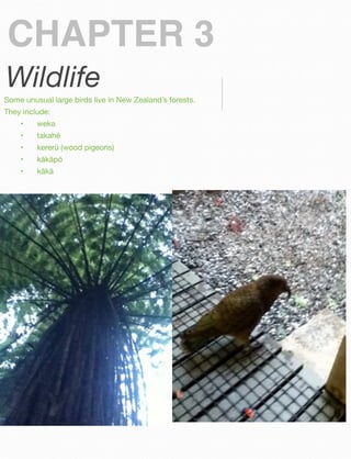 CHAPTER 3
Wildlife
Some unusual large birds live in New Zealand’s forests.
They include:
	

•	

weka

	

•	

takahē

	

•	

kererū (wood pigeons)

	

•	

kākāpō

	

•	

kākā

 