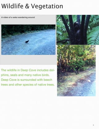 Wildlife & Vegetation
A video of a weka wandering around

The wildlife in Deep Cove includes dolphins, seals and many native birds.
Deep Cove is surrounded with beech
trees and other species of native trees.

6

 