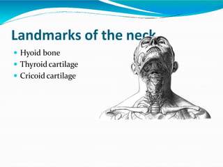 Landmarks of the neck
 Hyoid bone
 Thyroid cartilage
 Cricoid cartilage
 