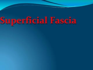 Superficial Fascia
 