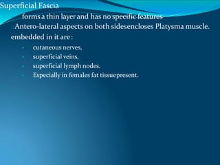 Superficial Fascia
o forms a thin layerand has no specific features
oAntero-lateral aspects on both sidesencloses Platysma muscle.
embedded in it are:
 cutaneous nerves,
 superficial veins,
 superficial lymph nodes.
 Especially in females fat tissuepresent.
 