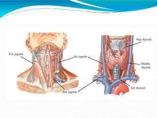 Ext. jugular
Int. jugular
Ant. jugular
Sup. thyroid
Middle
thyroid
Inf. thyroid
 