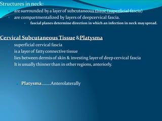 Structures in neck:
 are surrounded bya layerof subcutaneous tissue (superficial fascia)
 are compartmentalized by layers of deepcervical fascia.
 fascial planes determine direction in which an infection in neck mayspread.
Cervical Subcutaneous Tissue&Platysma
 superficial cervical fascia
 is a layerof fattyconnectivetissue
 lies between dermisof skin & investing layerof deepcervical fascia
 It is usually thinnerthan in otherregions, anteriorly.
 Platysma……..Anterolaterally
 