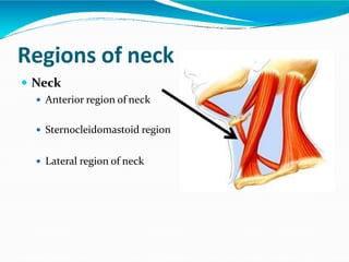 Regions of neck
 Neck
 Anterior region of neck
 Sternocleidomastoid region
 Lateral region of neck
 