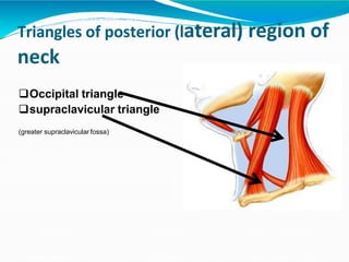 Triangles of posterior (lateral) region of
neck
Occipital triangle
supraclavicular triangle
(greater supraclavicular fossa)
 