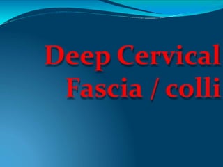 Deep Cervical
Fascia / colli
 
