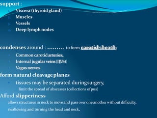 support :
1. Viscera (thyroid gland)
2. Muscles
3. Vessels
4. Deep lymph nodes
condenses around : ……… to form carotidsheath
 Common carotidarteries,
 Internal jugular veins(IJVs)
 Vagus nerves
form natural cleavageplanes
 tissues may be separated duringsurgery,
• limit the spread of abscesses (collections ofpus)
Afford slipperiness
allowsstructures in neck to move and pass overone anotherwithoutdifficulty,
swallowing and turning the head and neck.
 