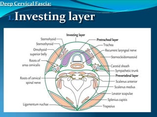 Deep Cervical Fascia:
1.Investing layer
 