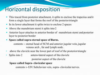 Horizontal disposition
 This traced from posterior attachment, it splits to enclose the trapezius andit
form a single layer that forms the roof of the posteriortriangle
 In its lower attachment it splits twice to enclose 2 spaces
 Above the manubrium sterni it splits into 2
 Anterior layer attaches to anterior border of manubrium sterni and posterior
layer to posterior border
 Space called supra-sternal space of Burns.
contents :- sternal head of SCM and anterior jugular vein,jugular
venous arch , fat and lymph node .
• above the clavicle near the lower part of roof of the posteriortriangle
• Splits into 2 antero-lateral aspect of the clavicle
posterior aspect of the clavicle
Space called Supra- clavicular space
contents :- EJV. Subclavian vein, supra- clavicular nerves.
 