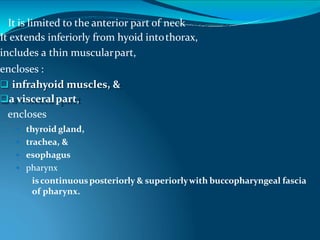 It is limited to the anterior part of neck
It extends inferiorly from hyoid intothorax,
includes a thin muscularpart,
encloses :
 infrahyoid muscles, &
a visceralpart,
encloses
 thyroid gland,
 trachea, &
 esophagus
 pharynx
iscontinuousposteriorly & superiorlywith buccopharyngeal fascia
of pharynx.
 