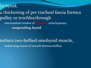 In hyoid,
a thickening of pre tracheal fascia formsa
pulley or trochleathrough
intermediate tendon of digastric musclepasses,
 suspending hyoid.
tethers two-bellied omohyoid muscle,
redirecting course of muscle betweenbellies.
 