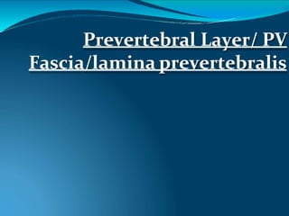 Prevertebral Layer/ PV
Fascia/lamina prevertebralis
 