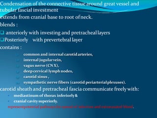 Condensation of the connective tissue around great vessel and
tubular fascial investment
extends from cranial base to root ofneck.
blends :
 anteriorly with investing and pretracheallayers
Posteriorly with prevertebral layer
contains :
(1) common and internal carotidarteries,
(2) internal jugularvein,
(3) vagus nerve (CN X),
(4) deep cervical lymphnodes,
(5) carotid sinus ,
(6) sympathetic nerve fibers (carotid periarterialplexuses).
carotid sheath and pretracheal fascia communicate freelywith:
 mediastinum of thorax inferiorly&
 cranial cavitysuperiorly.
representpotential pathways for spread of infection and extravasated blood.
 