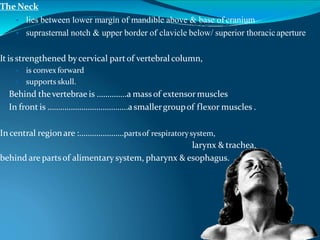 The Neck
• lies between lower margin of mandible above & base of cranium
• suprasternal notch & upper border of clavicle below/ superior thoracicaperture
It is strengthened bycervical partof vertebral column,
• is convex forward
• supports skull.
Behind thevertebrae is …………..a massof extensormuscles
In front is ………………………………..asmallergroupof flexor muscles .
In central regionare :…………………partsof respiratorysystem,
larynx & trachea,
behind are partsof alimentary system, pharynx & esophagus.
 
