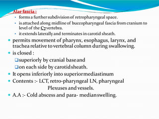 Alar fascia:
• formsa furthersubdivisionof retropharyngeal space.
• is attached along midlineof buccopharyngeal fascia from cranium to
level of the C7vertebra.
• itextends laterallyand terminates in carotid sheath.
 permits movement of pharynx, esophagus, larynx, and
trachearelative tovertebral column during swallowing.
 is closed :
superiorly by cranial baseand
on each side by carotidsheath.
 It opens inferiorly into superiormediastinum
 Contents :- LCT, retro-pharyngeal LN, pharyngeal
Plexuses and vessels.
 A.A :- Cold abscess and para- medianswelling.
 