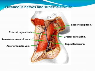Cutaneous nerves and superficial veins
External jugular vein
Anterior jugular vein
Lesser occipital n.
Greater auricular n.
Transverse nerve of neck
Supraclavicular n.
 