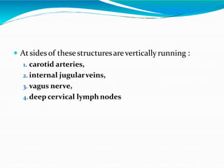  Atsides of thesestructuresareverticallyrunning :
1. carotid arteries,
2. internal jugularveins,
3. vagus nerve,
4.deep cervical lymphnodes
 