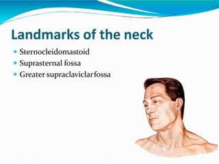 Landmarks of the neck
 Sternocleidomastoid
 Suprasternal fossa
 Greater supraclaviclarfossa
 