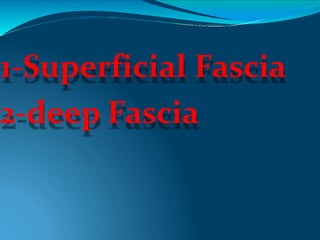 1-Superficial Fascia
2-deep Fascia
 