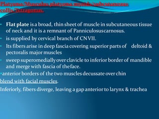 Platysma/Musculus platysma myoids/subcutaneous
collis/Tetragonus.
• Flat plate isa broad, thin sheetof muscle in subcutaneous tissue
of neck and it is a remnant of Panniculosuscarnosus.
• is supplied by cervical branch of CNVII.
• Its fibers arise in deep fasciacovering superiorparts of deltoid &
pectoralis major muscles
• sweep superomediallyoverclavicle to inferior borderof mandible
and merge with fascia of theface.
anterior borders of the two musclesdecussate overchin
blend with facial muscles.
Inferiorly, fibers diverge, leaving agapanteriorto larynx & trachea
 