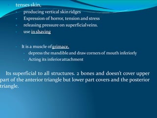 • tenses skin,
 producing vertical skinridges
 Expression of horror, tension and stress
 releasing pressure on superficialveins.
• use inshaving
• It is a muscle ofgrimace.
• depress the mandibleand drawcornersof mouth inferiorly
• Acting its inferiorattachment
Its superficial to all structures. 2 bones and doesn’t cover upper
part of the anterior triangle but lower part covers and the posterior
triangle.
 