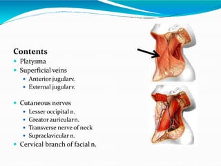 Contents
 Platysma
 Superficial veins
 Anterior jugularv.
 External jugularv.
 Cutaneous nerves
 Lesser occipital n.
 Greator auricularn.
 Transverse nerve of neck
 Supraclavicular n.
 Cervical branch of facial n.
 