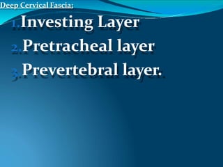 Deep Cervical Fascia:
1.Investing Layer
2.Pretracheal layer
3.Prevertebral layer.
 