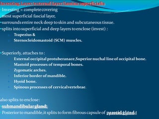 Investing Layer/external layer/lamina superficialis
Investing = completecovering
most superficial fascial layer,
surroundsentire neck deep toskin and subcutaneous tissue.
splits intosuperficial and deep layers toenclose (invest) :
1. Trapezius &
2. Sternocleidomastoid (SCM) muscles.
Superiorly, attaches to:
 External occipital protuberanace,Superiornuchal lineof occipital bone.
 Mastoid processes of temporal bones.
 Zygomatic arches.
 Inferior border of mandible.
 Hyoid bone.
 Spinous processes of cervicalvertebrae.
also splits to enclose:
submandibulargland;
Posteriorto mandible,itsplits to form fibrouscapsuleof parotid gland.
 