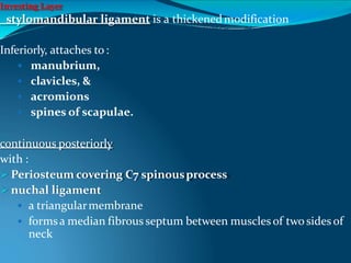 Investing Layer
stylomandibular ligament is a thickenedmodification
Inferiorly, attaches to:
 manubrium,
 clavicles, &
 acromions
 spines of scapulae.
continuous posteriorly
with :
 Periosteum covering C7 spinousprocess
 nuchal ligament
 a triangularmembrane
 formsa median fibrous septum between muscles of two sides of
neck
 