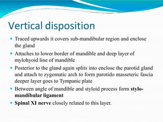 Vertical disposition
 Traced upwards it covers sub-mandibular region and enclose
the gland
 Attaches to lower border of mandible and deep layer of
mylohyoid line of mandible
 Posterior to the gland again splits into enclose the parotid gland
and attach to zygomatic arch to form parotido masseteric fascia
deeper layer goes to Tympanic plate
 Between angle of mandible and styloid process form stylo-
mandibular ligament
 Spinal XI nerve closely related to this layer.
 