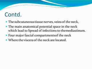 Contd.
 The subcutaneous tissue nerves, veinsof the neck,
 The main anatomical potential space in the neck
which lead to Spread of infections to themediastinum.
 Four major fascial compartmentsof the neck
 Where thevisceraof the neck are located.
 