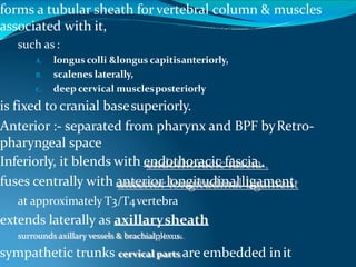 forms a tubular sheath for vertebral column & muscles
associated with it,
such as :
A. longus colli &longus capitisanteriorly,
B. scalenes laterally,
C. deep cervical musclesposteriorly
is fixed to cranial basesuperiorly.
Anterior :- separated from pharynx and BPF byRetro-
pharyngeal space
Inferiorly, it blends with endothoracic fascia .
fuses centrally with anterior longitudinalligament
at approximately T3/T4vertebra
extends laterally as axillarysheath
surrounds axillary vessels & brachialplexus.
sympathetic trunks cervical parts are embedded init
 
