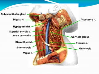 Submendibular gland
OmohyoidSternohyoid
Sternothyroid
Cervical plexus
Phrenic n.
Superior thyroid a.
Ansa cervicalis
Vagus n.
Hypoglossal n.
Accessory n.Digastric
 