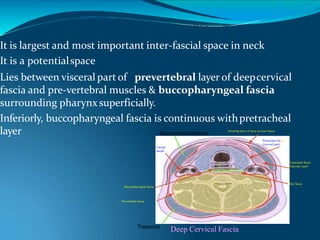 It is largest and most important inter-fascial space in neck
It is a potentialspace
Lies between visceral part of prevertebral layer of deepcervical
fascia and pre-vertebral muscles & buccopharyngeal fascia
surrounding pharynx superficially.
Inferiorly, buccopharyngeal fascia is continuous withpretracheal
layer Sternocleidomastoid
Trapezius
Deep Cervical Fascia
Investing layer of deep cervical fascia
Prevertebral fascia
Pretracheal fascia
(visceral part)
Carotid
sheath
Buccopharyngeal fascia
Alar fascia
Pretracheal fascia
(muscular part)
T
E
 