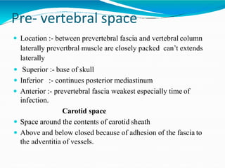 Pre- vertebral space
 Location :- between prevertebral fascia and vertebral column
laterally prevertbral muscle are closely packed can’t extends
laterally
 Superior :- base of skull
 Inferior :- continues posterior mediastinum
 Anterior :- prevertebral fascia weakest especially time of
infection.
Carotid space
 Space around the contents of carotid sheath
 Above and below closed because of adhesion of the fascia to
the adventitia of vessels.
 