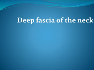 Deep fascia of the neck
 