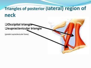Deep fascia of Neck | PPTX