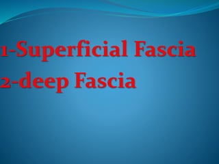 Superficial Fascia
 