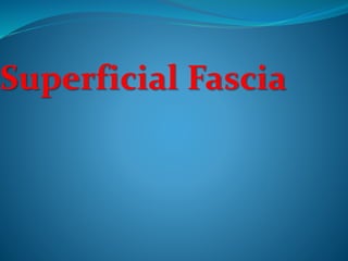 Superficial Fascia
o forms a thin layer and has no specific features
o Antero-lateral aspects on both sides encloses Platy...