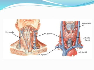Platysma/Musculus platysma myoids/subcutaneous
collis/Tetragonus.
• Flat plate is a broad, thin sheet of muscle in subcuta...