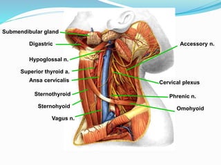 Alar fascia :
• forms a further subdivision of retropharyngeal space.
• is attached along midline of buccopharyngeal fasci...