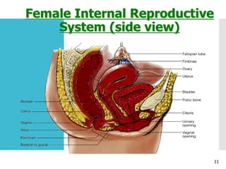 12
Female Internal Reproductive
System (front view).
 