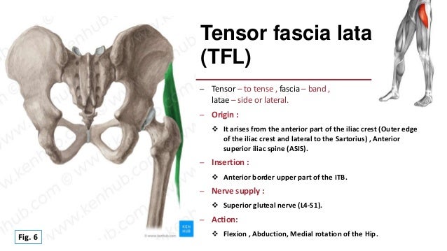 Deep layer of (Iliotibial) IT band