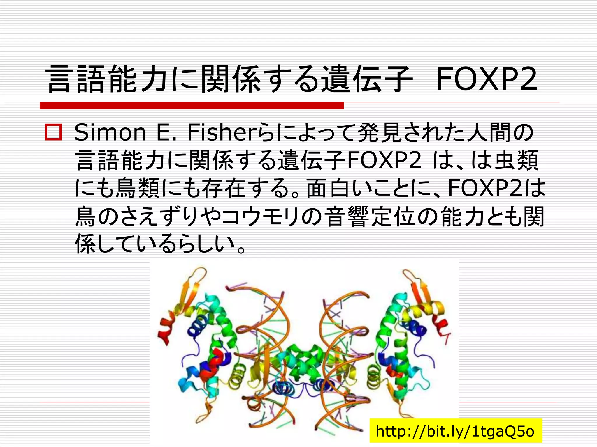 言語能力に関係する遺伝子FOXP2 
 Simon E. Fisherらによって発見された人間の 
言語能力に関係する遺伝子FOXP2 は、は虫類 
にも鳥類にも存在する。面白いことに、FOXP2は 
鳥のさえずりやコウモリの音響定位の能力とも関 
係しているらしい。 
http://bit.ly/1tgaQ5o 
 