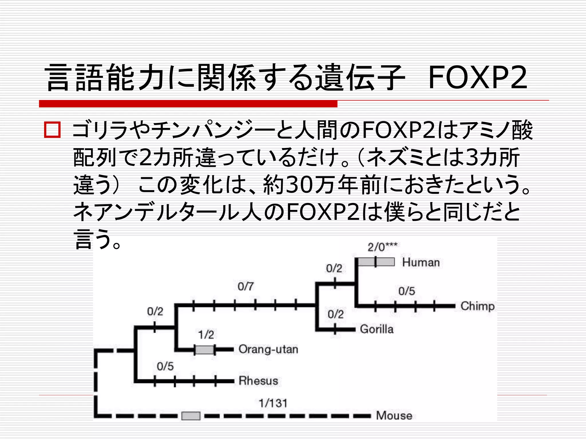 言語能力に関係する遺伝子FOXP2 
 ゴリラやチンパンジーと人間のFOXP2はアミノ酸 
配列で2カ所違っているだけ。（ネズミとは3カ所 
違う） この変化は、約30万年前におきたという。 
ネアンデルタール人のFOXP2は僕らと同じだと 
言う。 
 