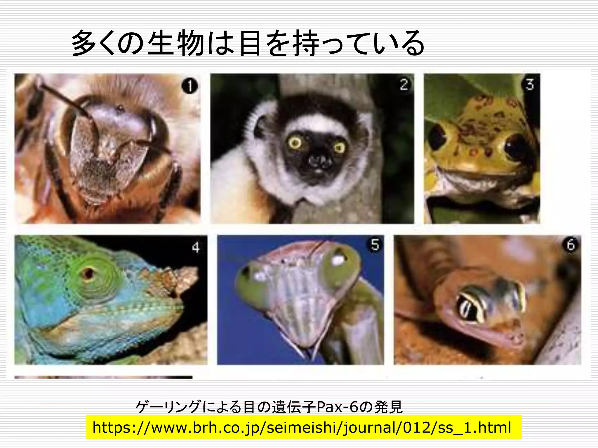 多くの生物は目を持っている 
ゲーリングによる目の遺伝子Pax-6の発見 
https://www.brh.co.jp/seimeishi/journal/012/ss_1.html 
 