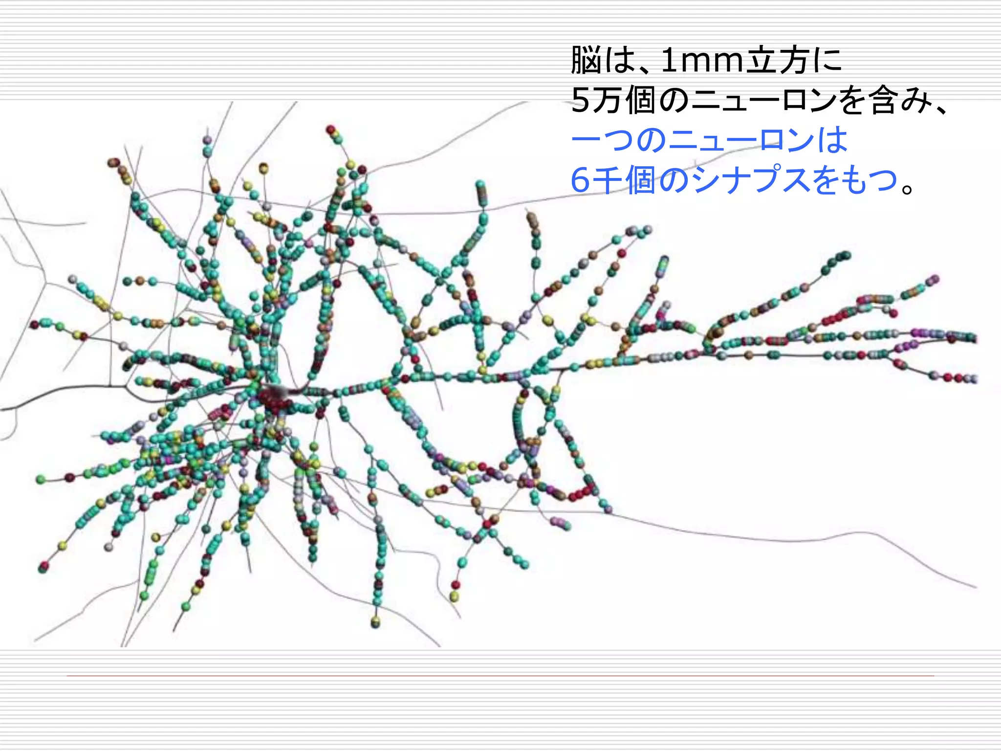 脳は、1mm立方に 
5万個のニューロンを含み、 
一つのニューロンは 
6千個のシナプスをもつ。 
 