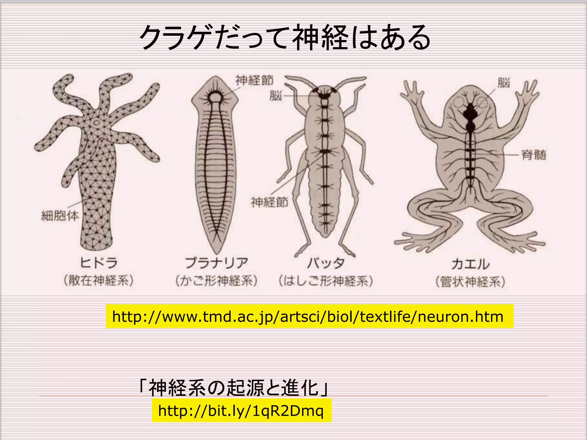 クラゲだって神経はある 
http://www.tmd.ac.jp/artsci/biol/textlife/neuron.htm 
「神経系の起源と進化」 
http://bit.ly/1qR2Dmq 
 